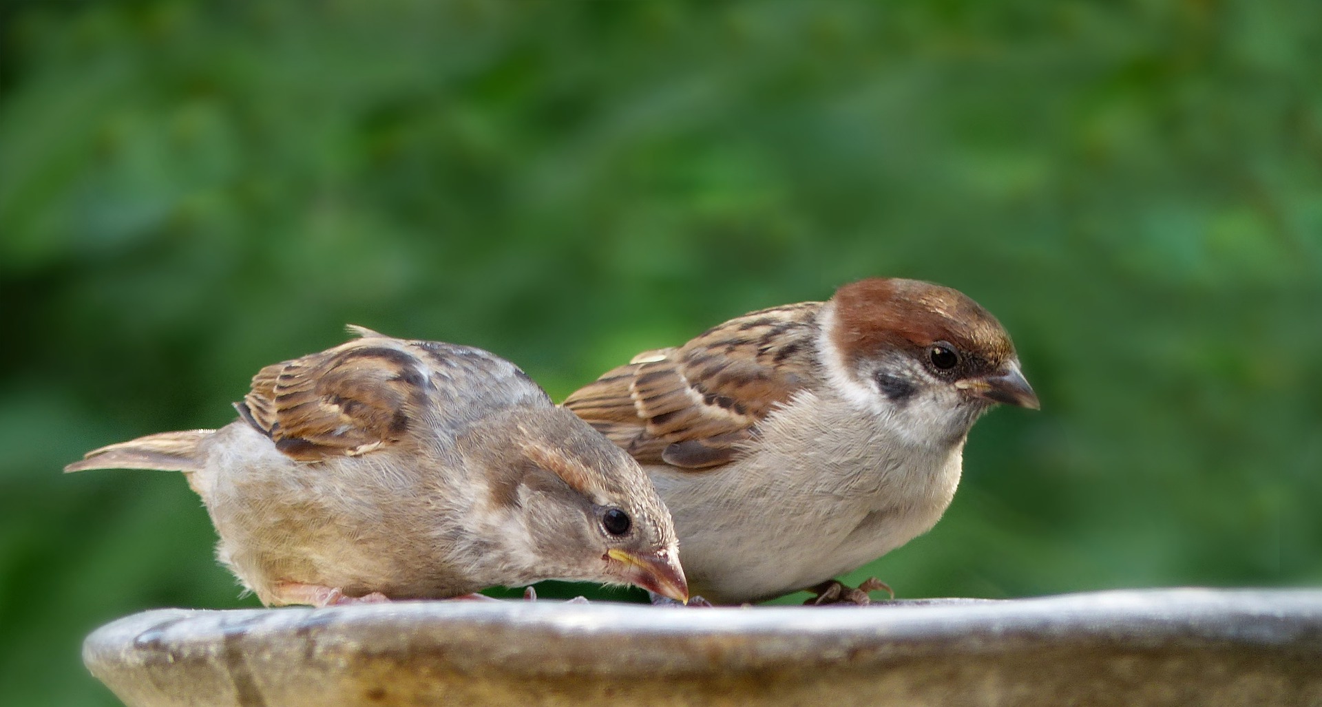 Rare Bird