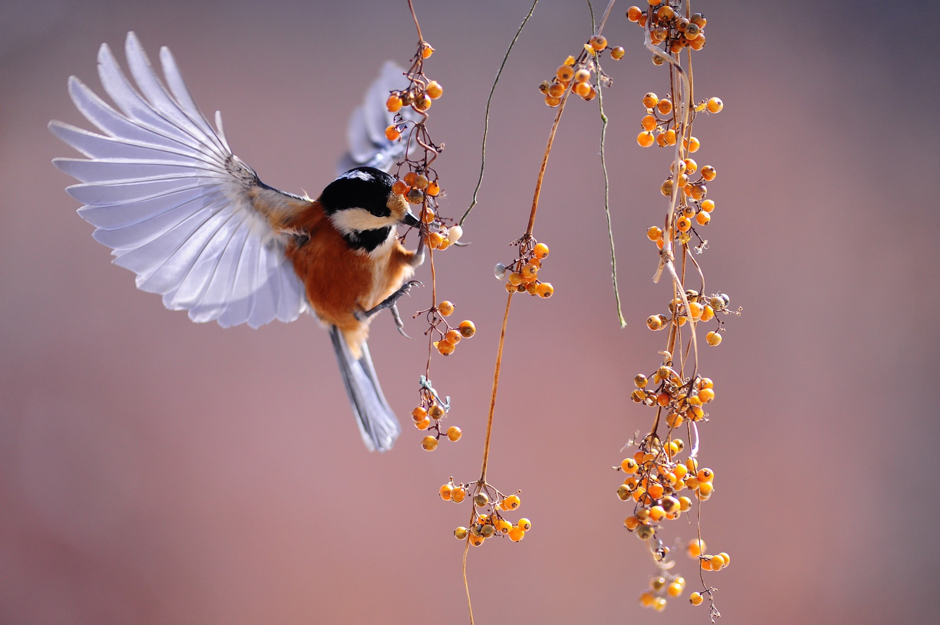 Flaming Bird