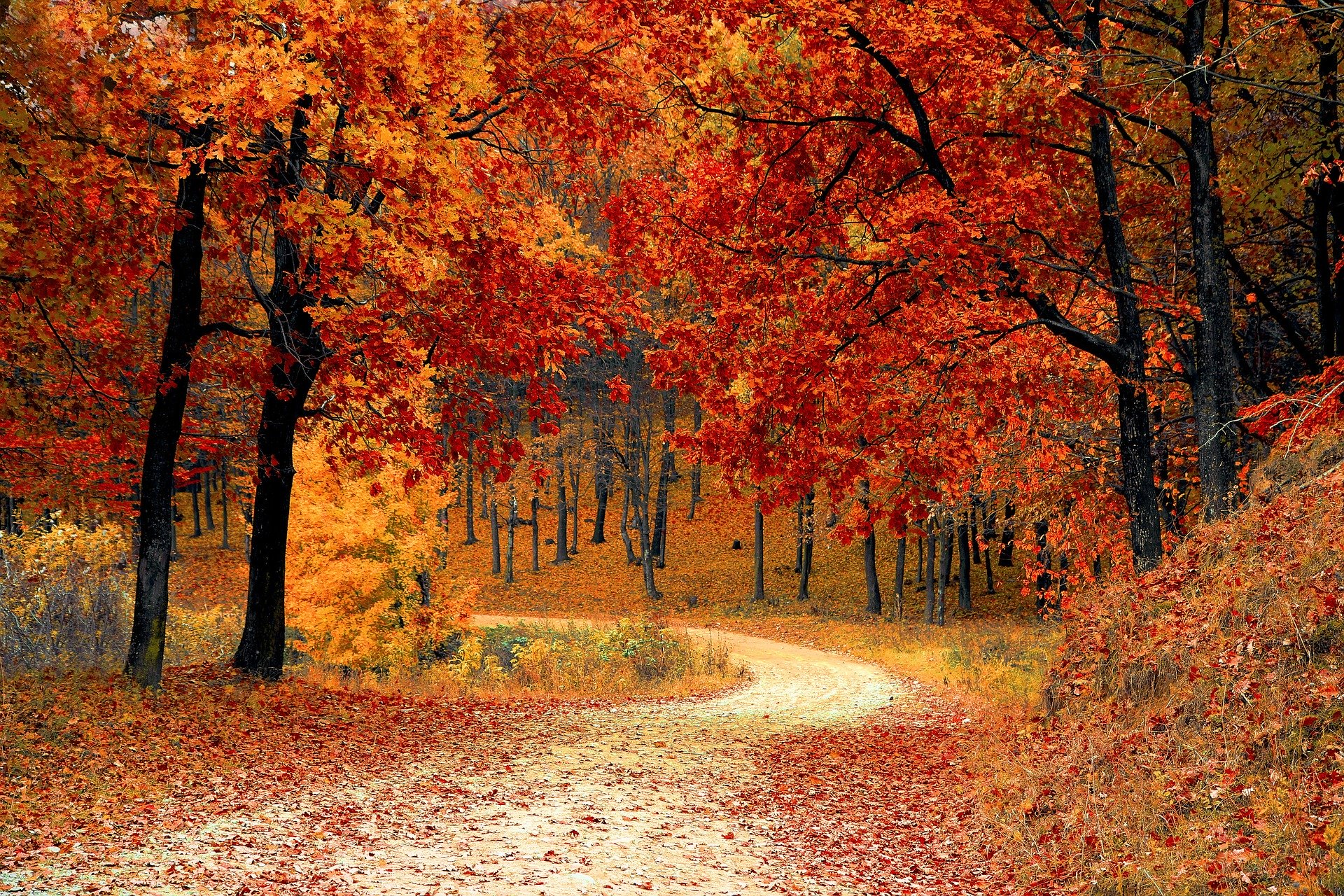 Nature Leaves Tree