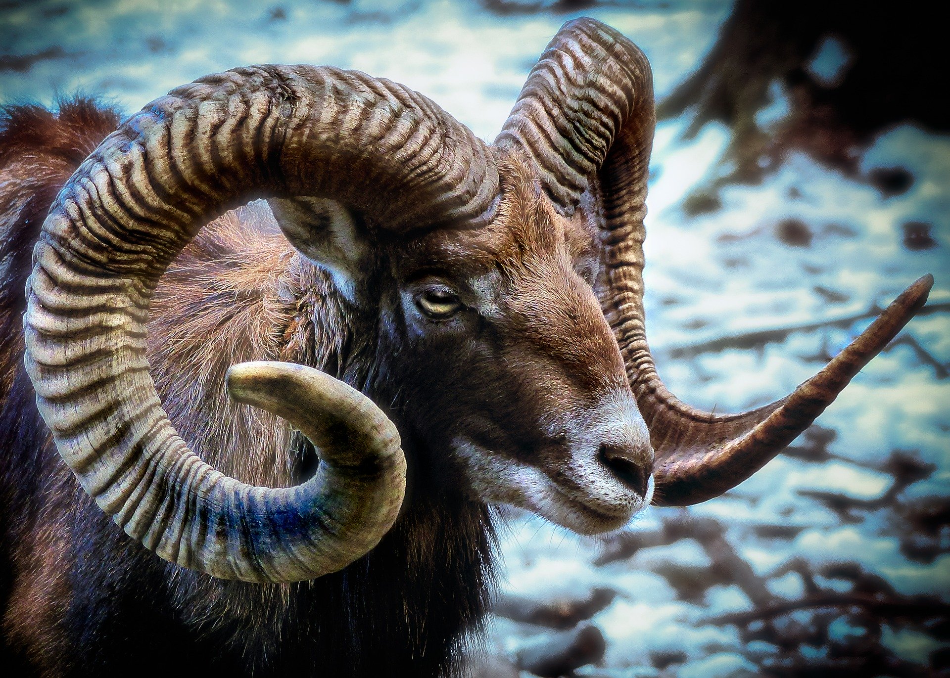 Mammal Mouflon Sheep