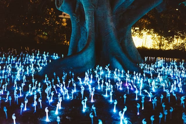 Fancy Tree Lights