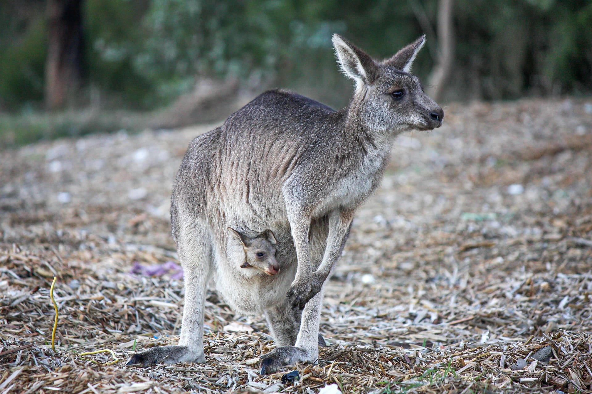 Kangaroo 