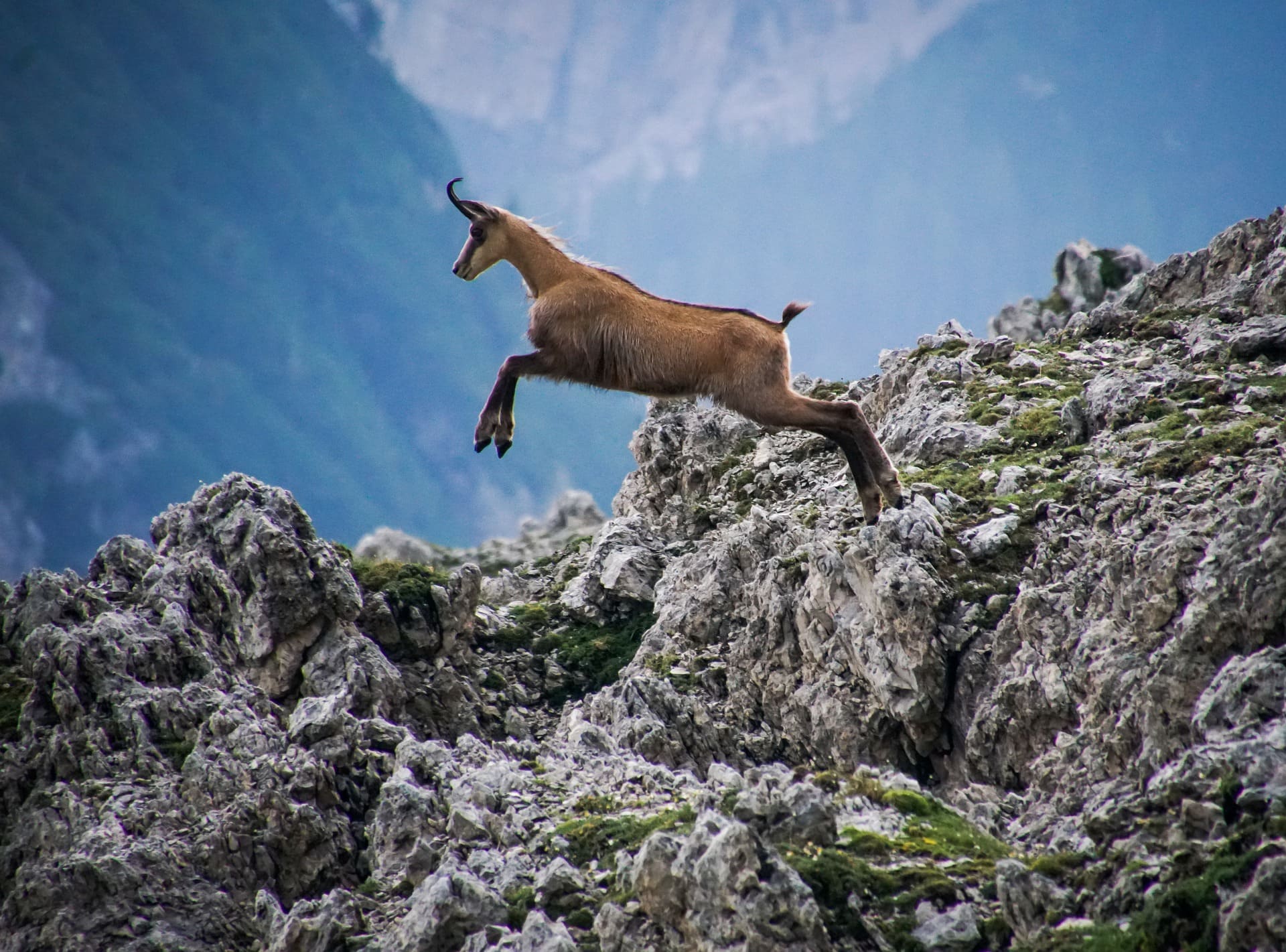 Chamois 