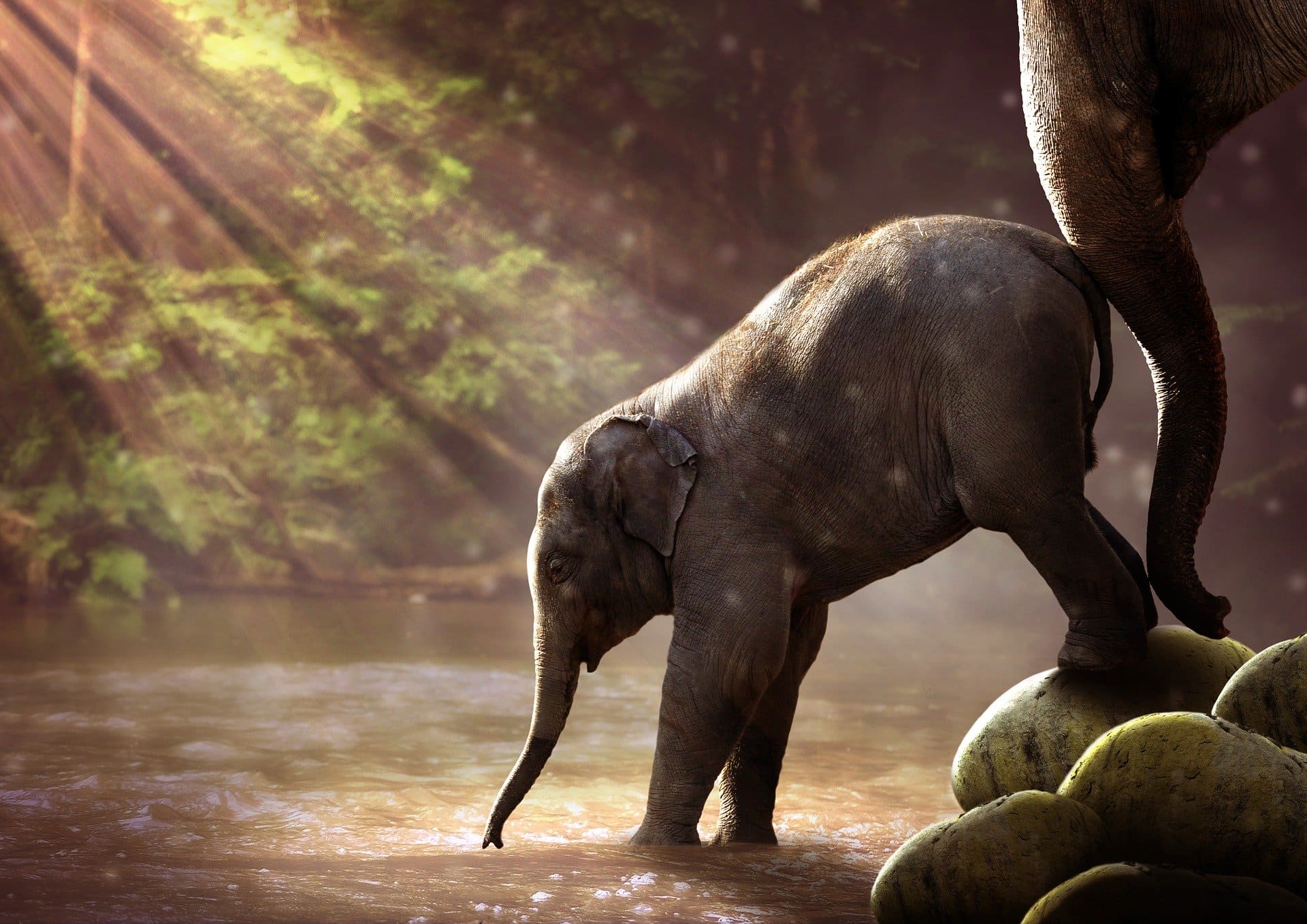 Elephant 