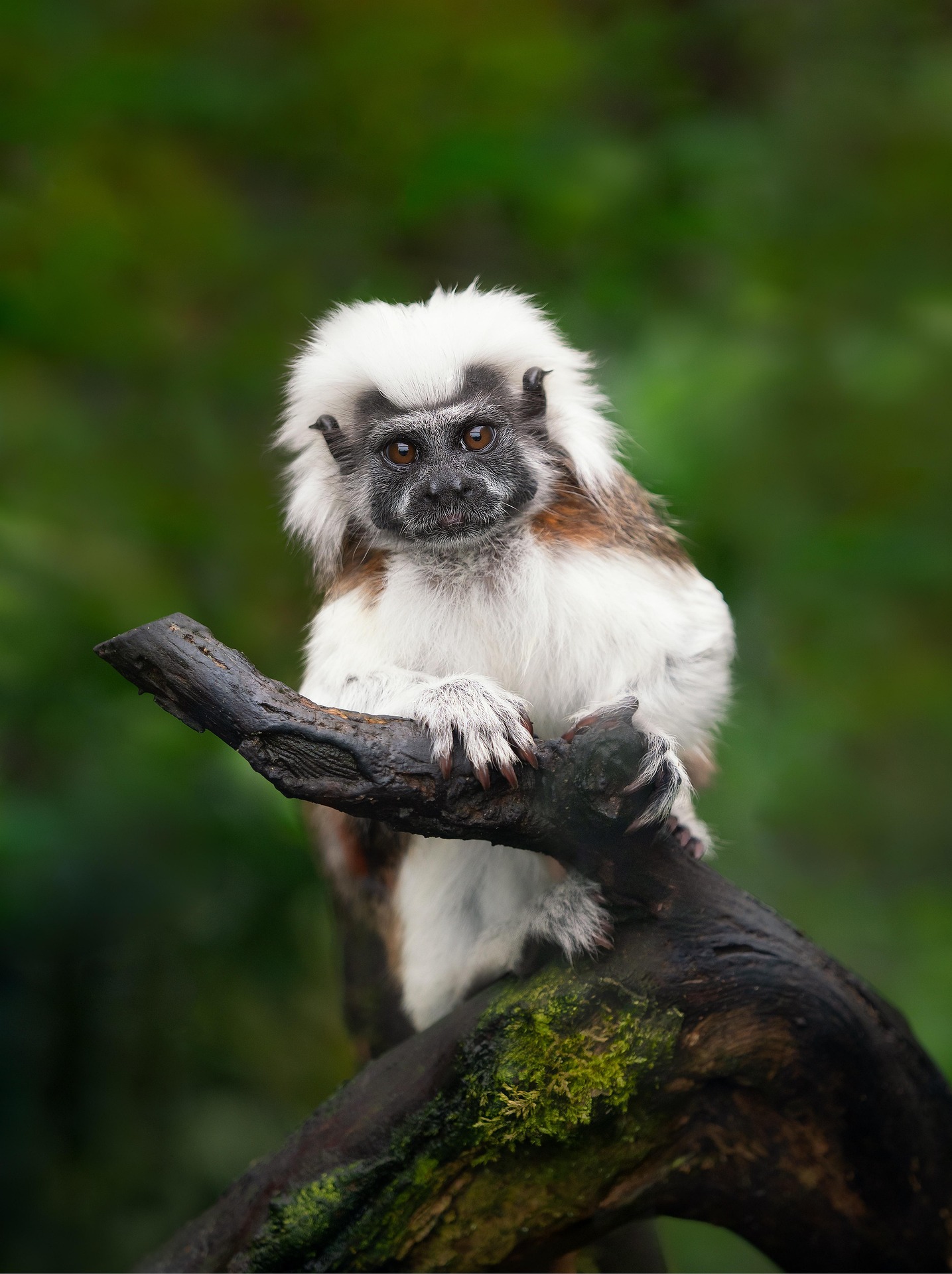 White-mantled Tamarin