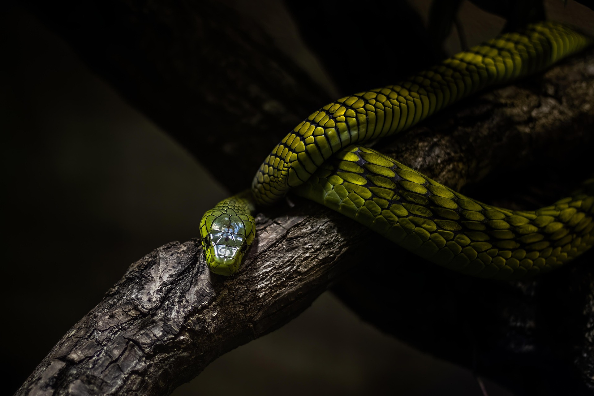 Western Green Mamba