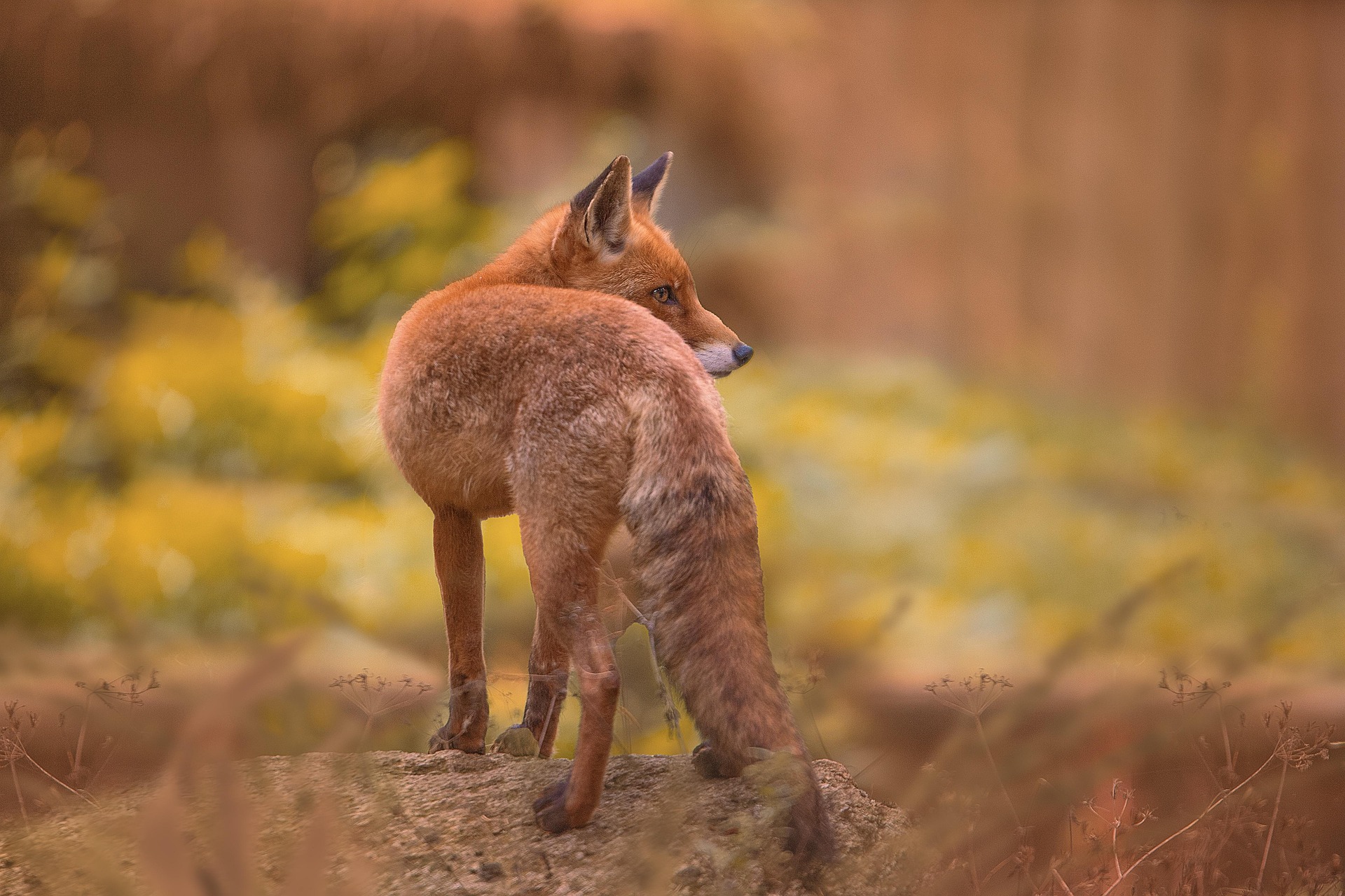 Fox