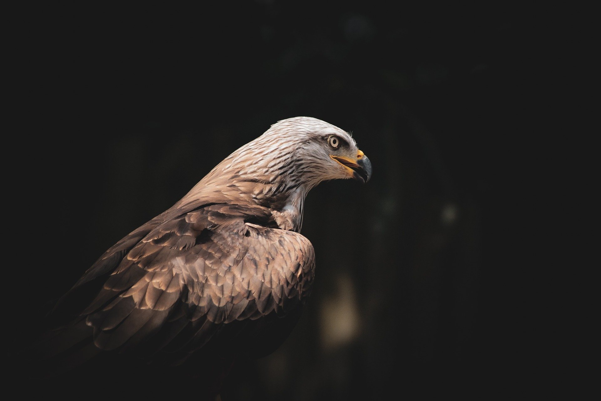 Red Kite
