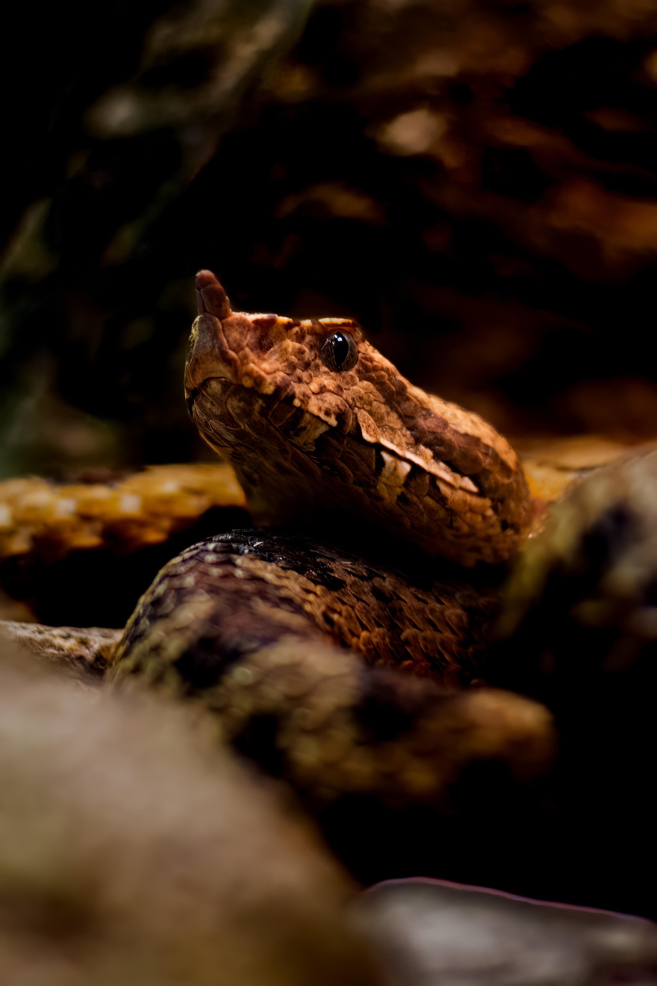 Siberian Pit Viper