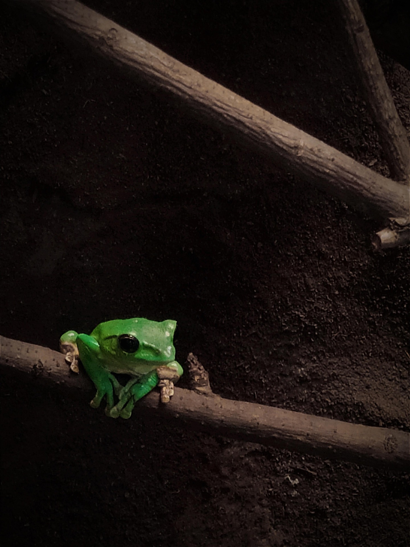 American Green Tree Frog