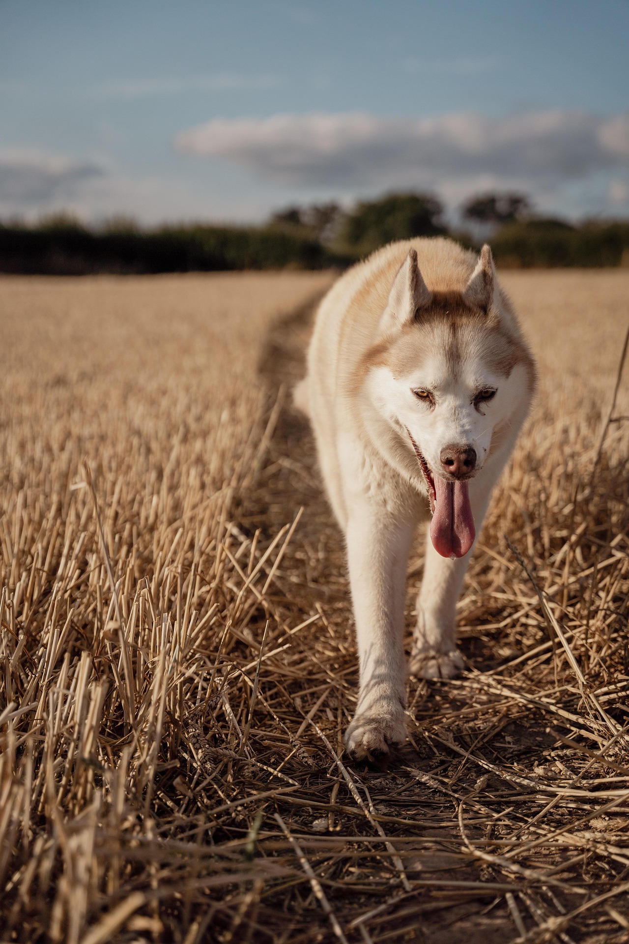 Husky