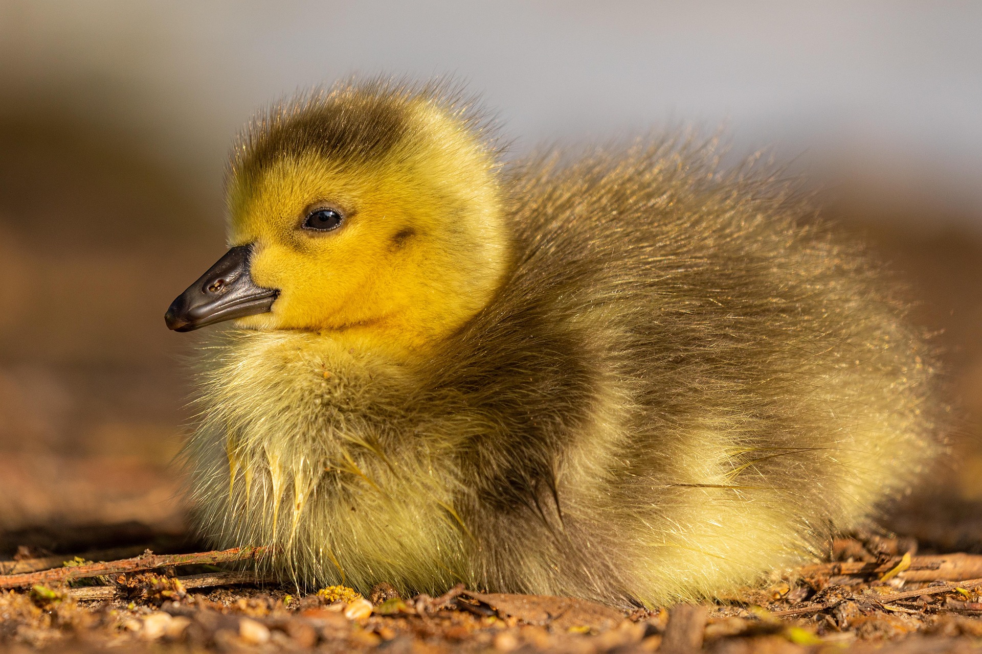Canada Goose