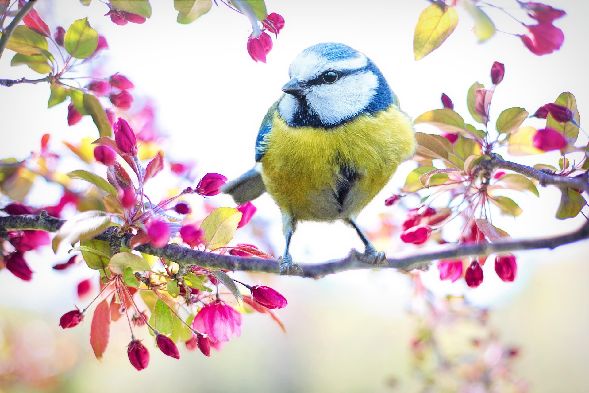 Eurasian Blue Tit