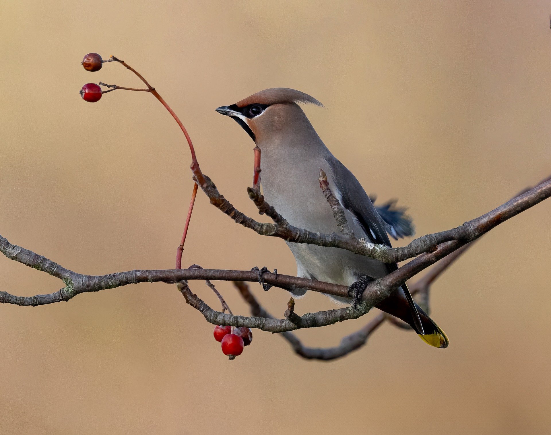 Bohemian Waxwing