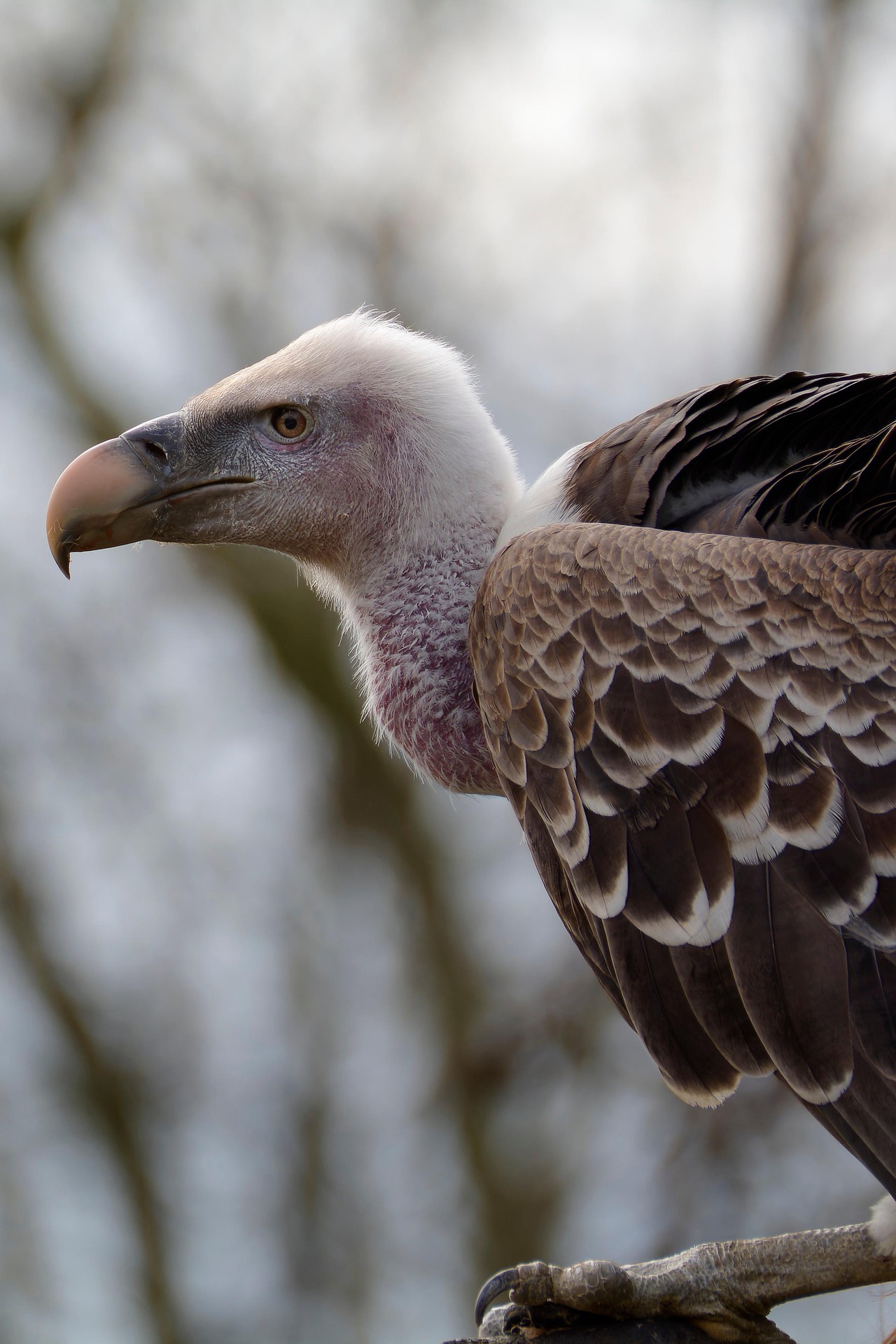Eurasian Griffon Vulture
