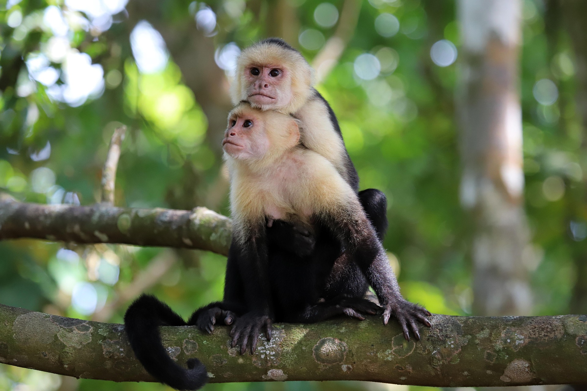 Panamanian White-faced Capuchin