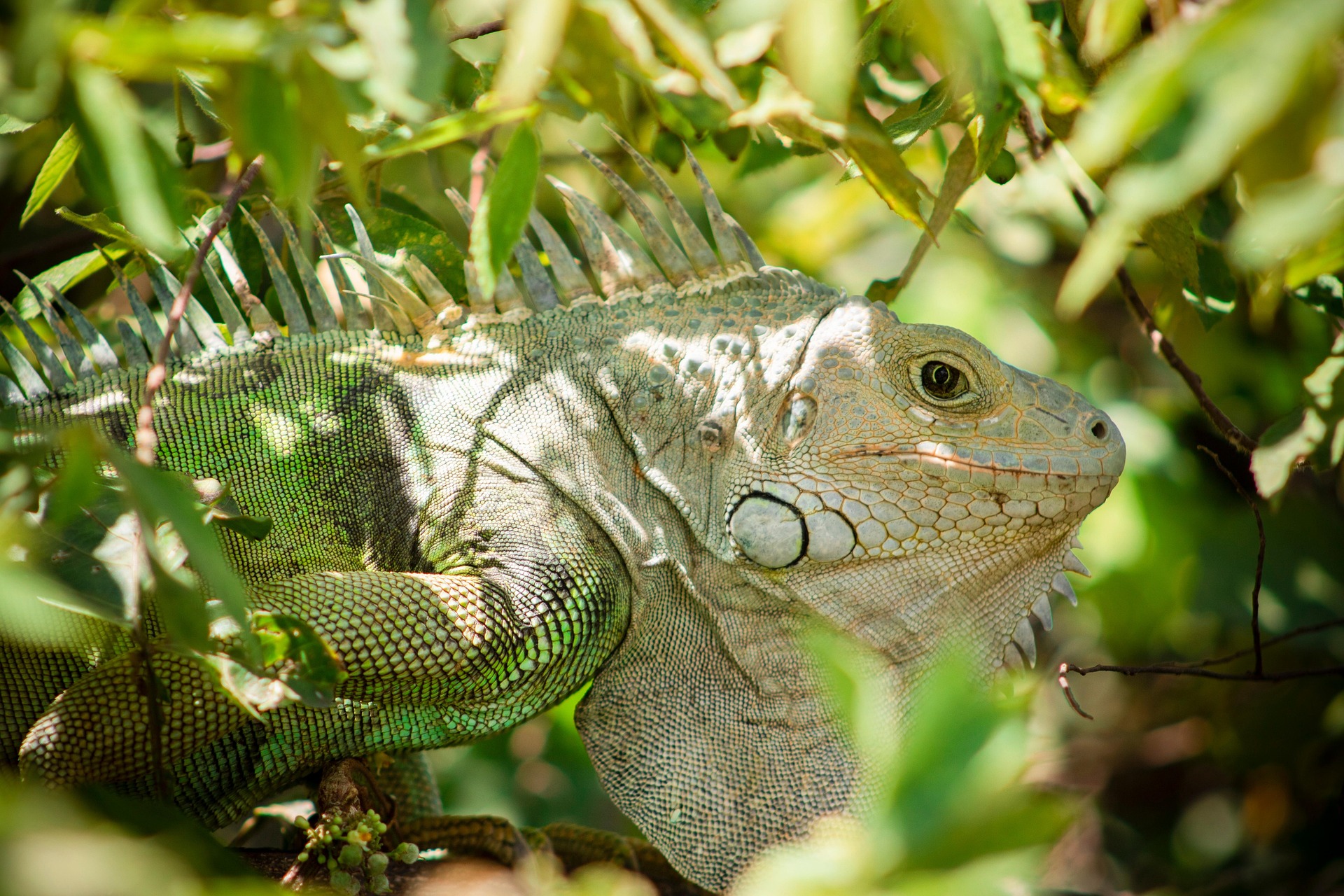 Green Iguana