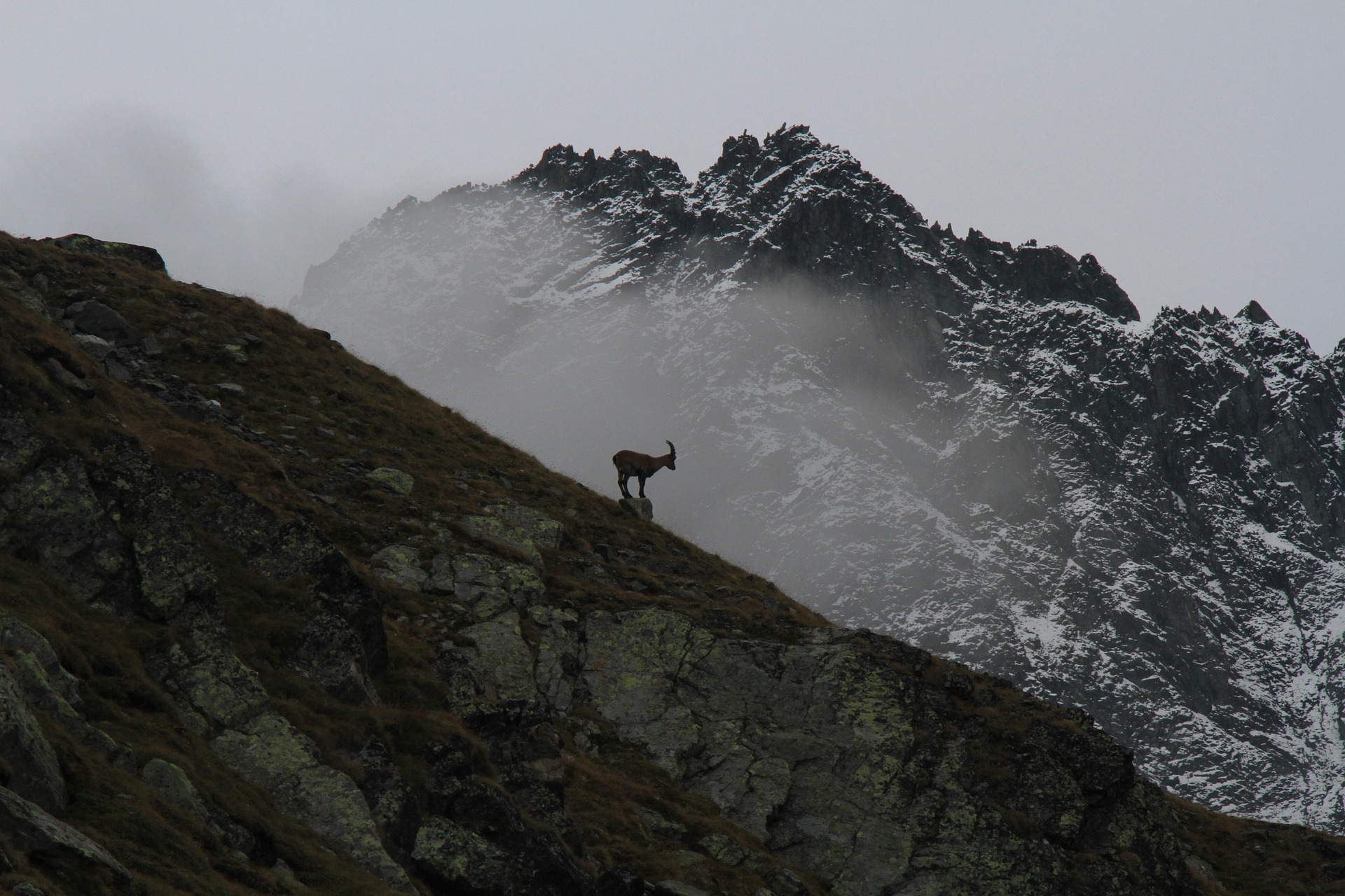 Mountain Goat