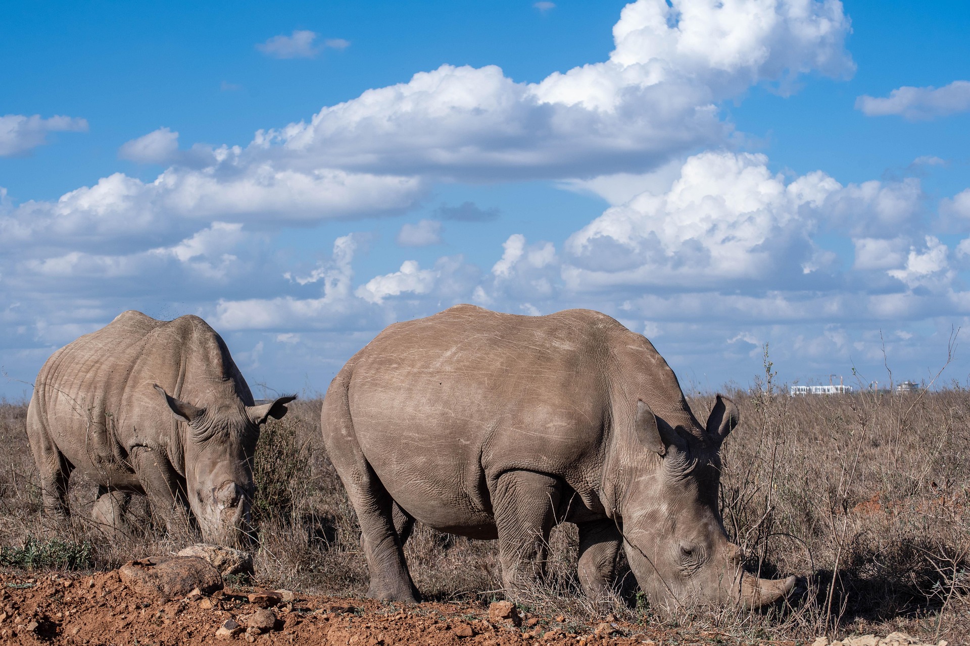 Rhinoceros