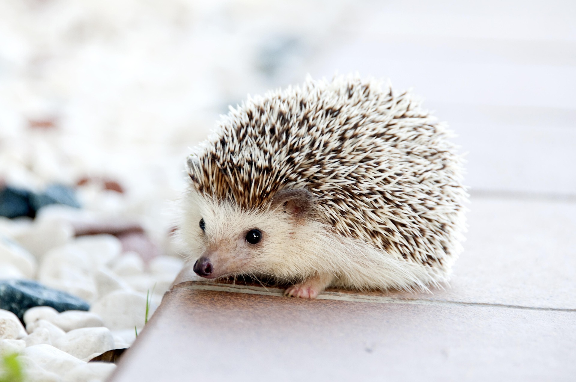 Four-toed Hedgehog