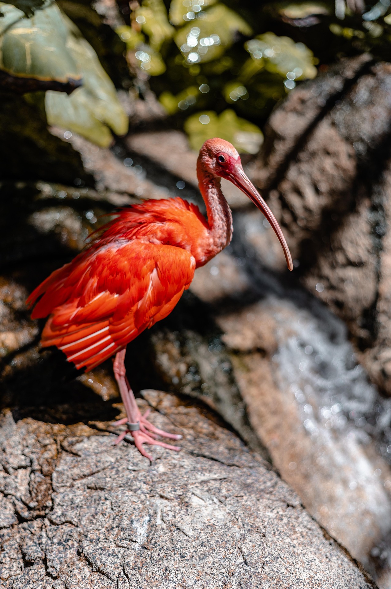 Scarlet Ibis
