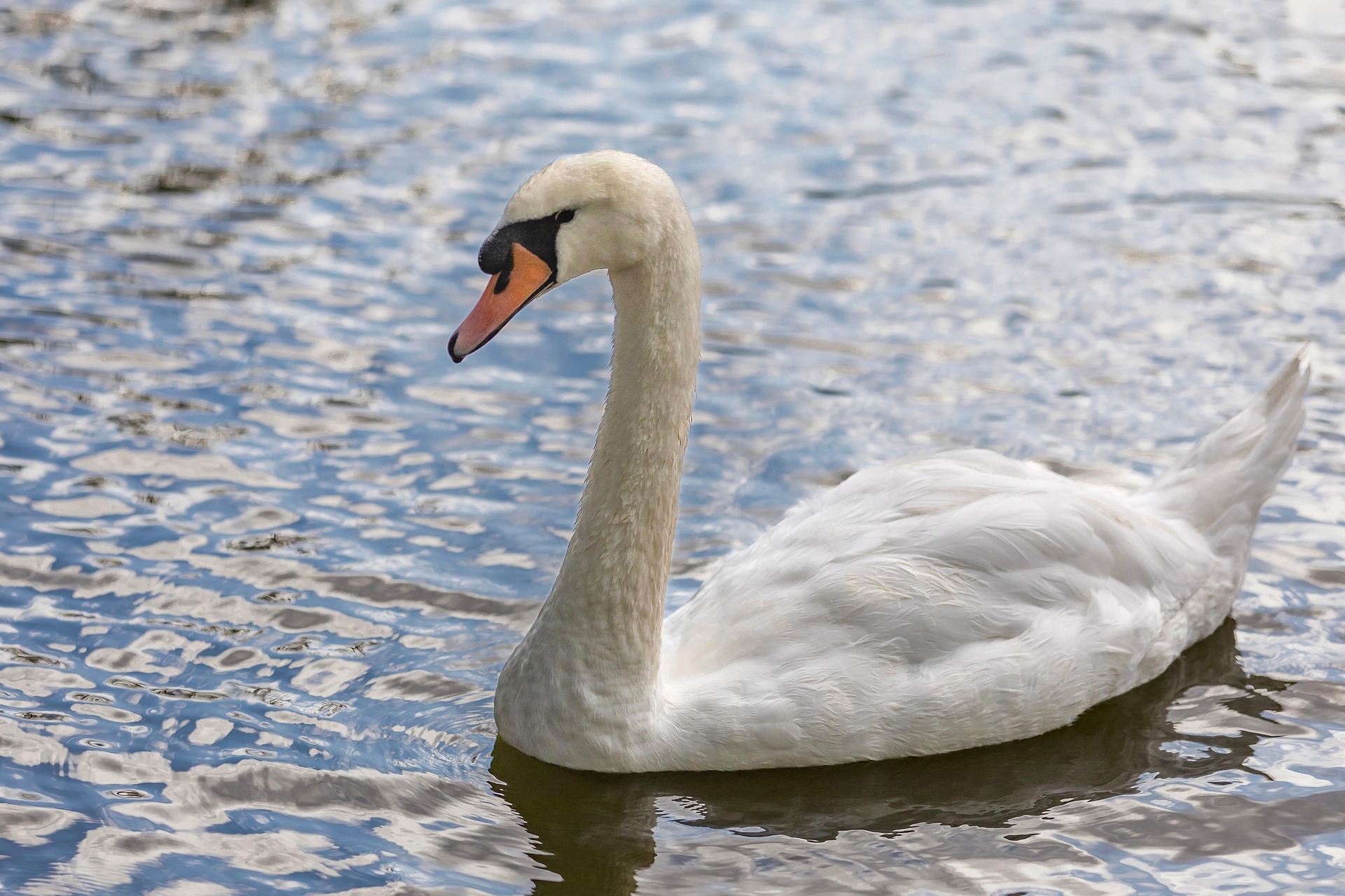 Mute Swan