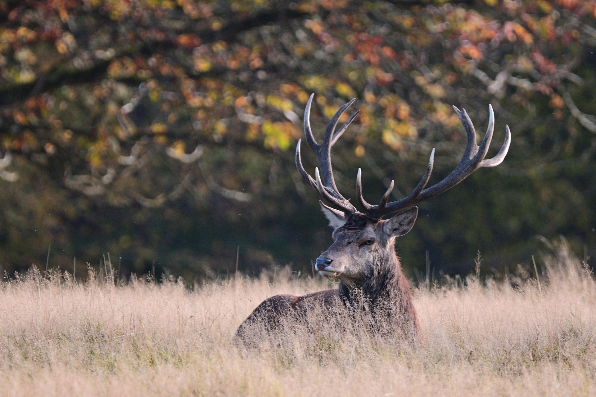 Red Deer