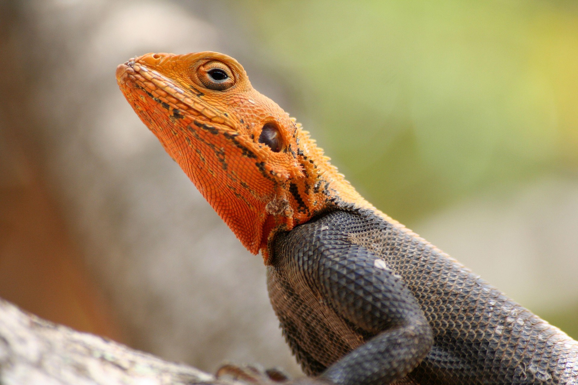 Oriental Garden Lizard