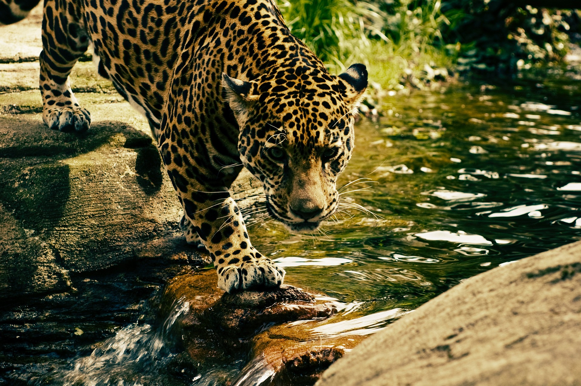 Leopard