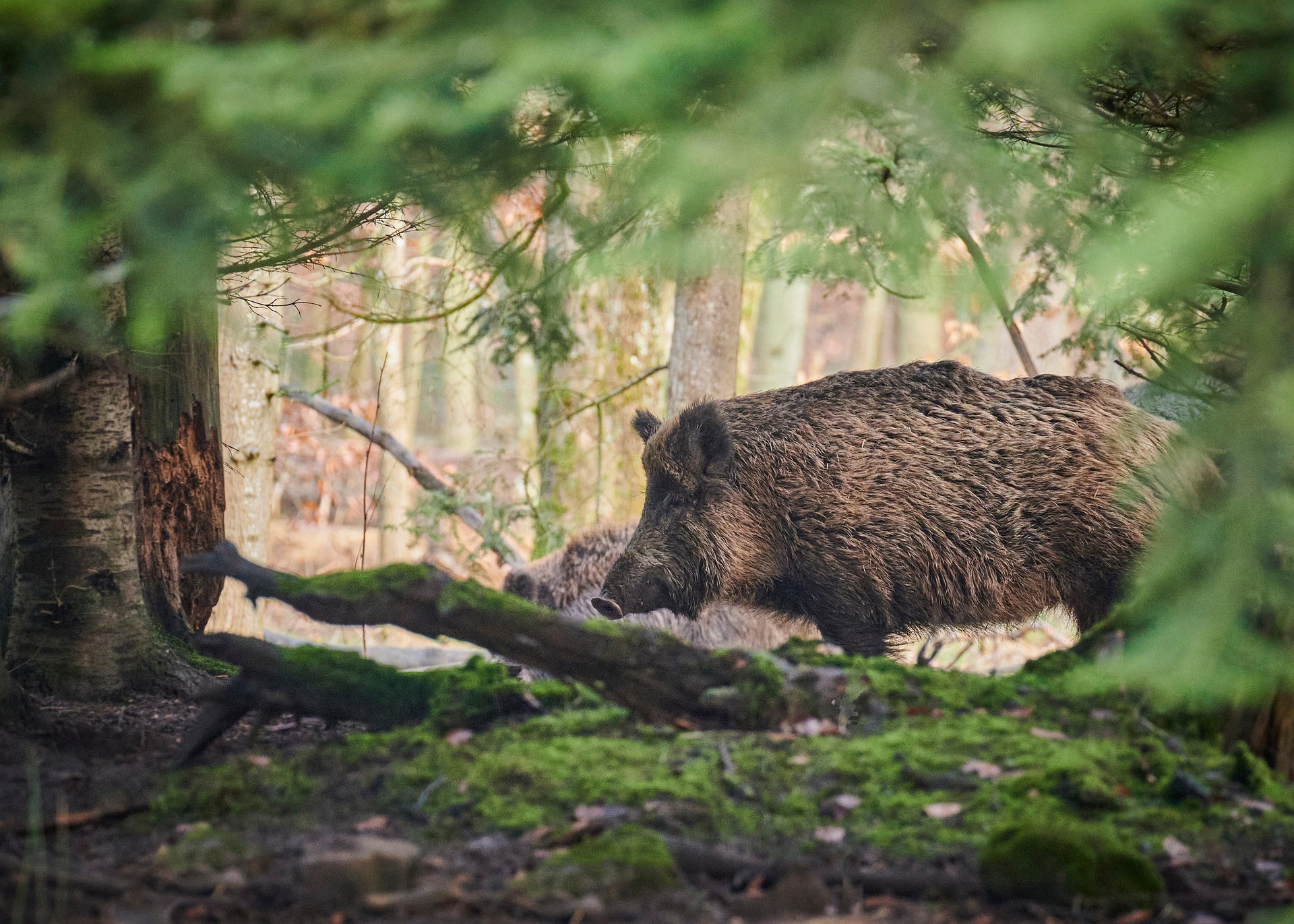 Wild Boar