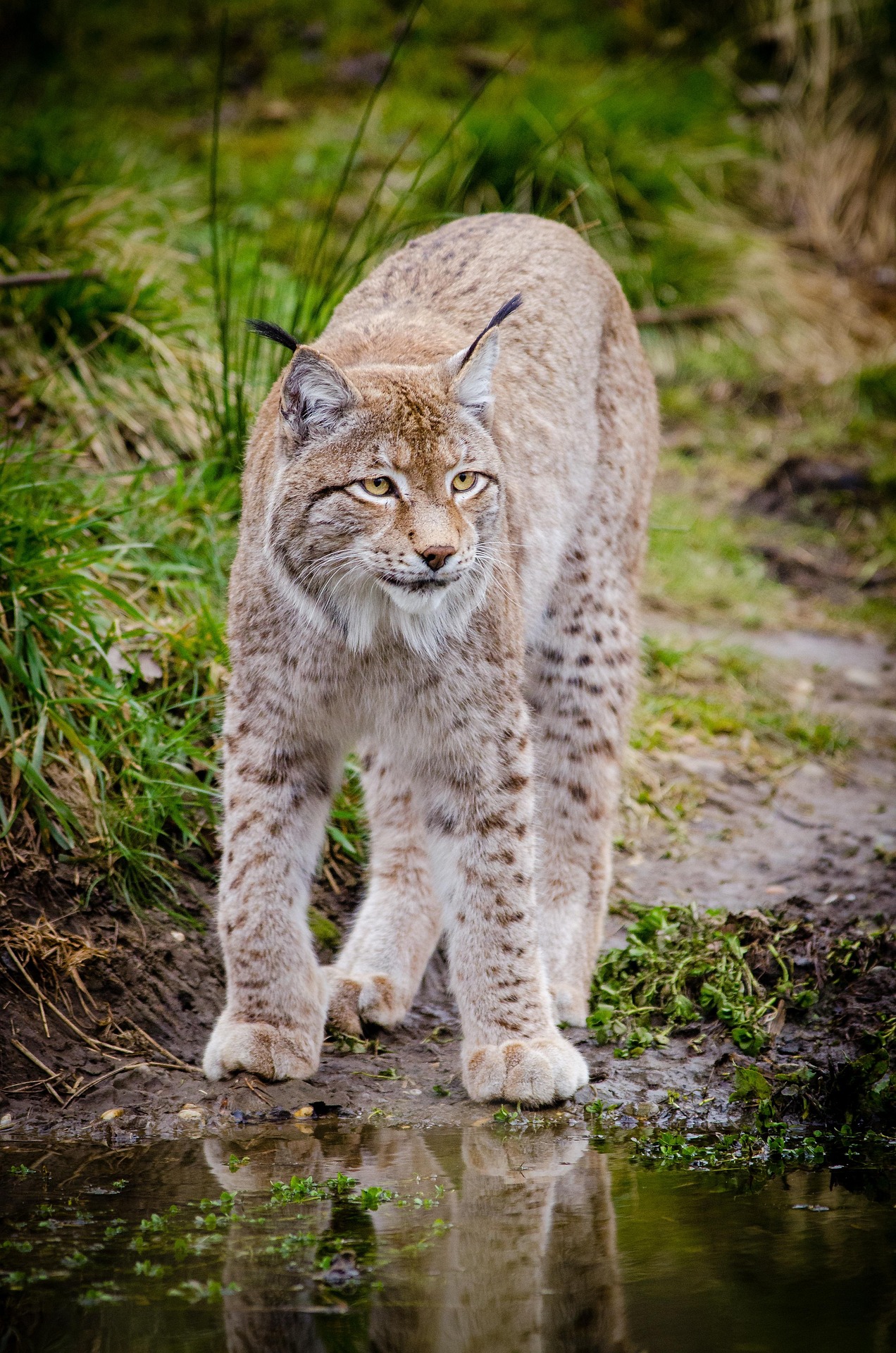 Eurasian Lynx