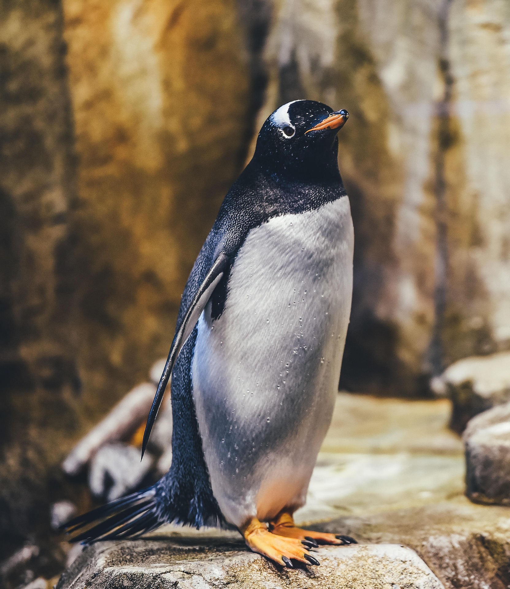 Gentoo Penguin