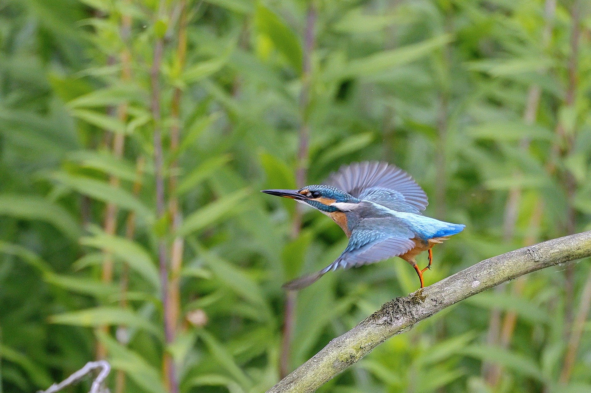 King Fisher