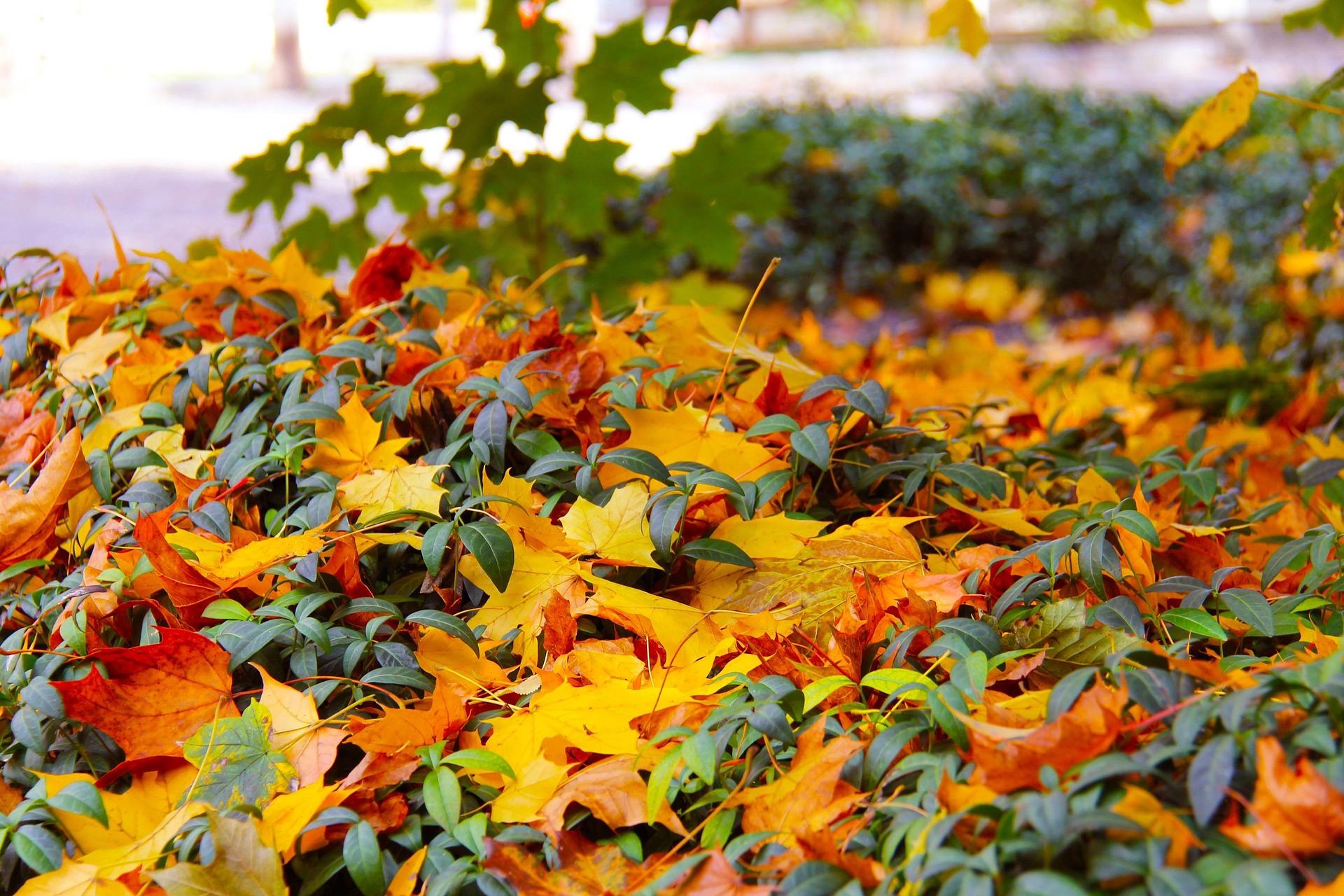 Leaves