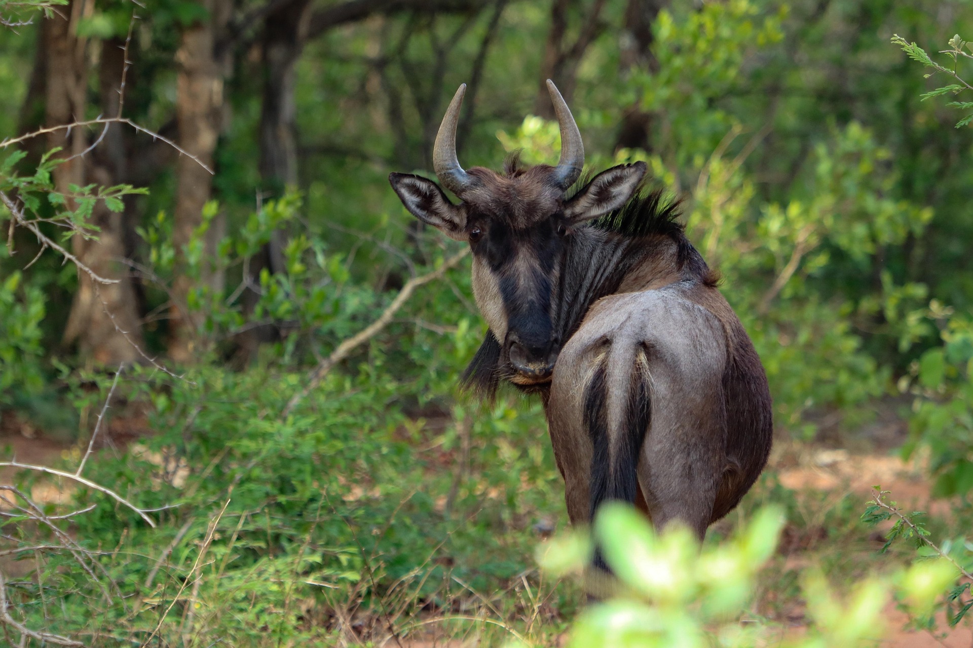 Blue Wildebeest
