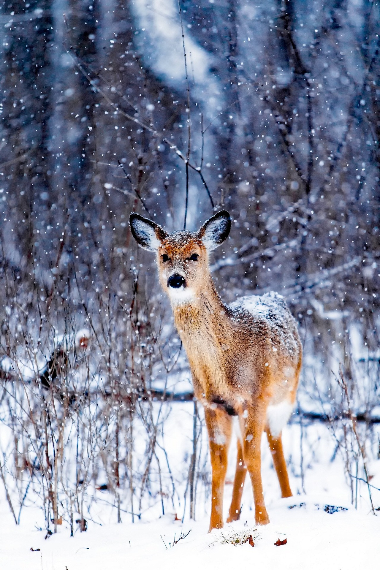 White-tailed Deer
