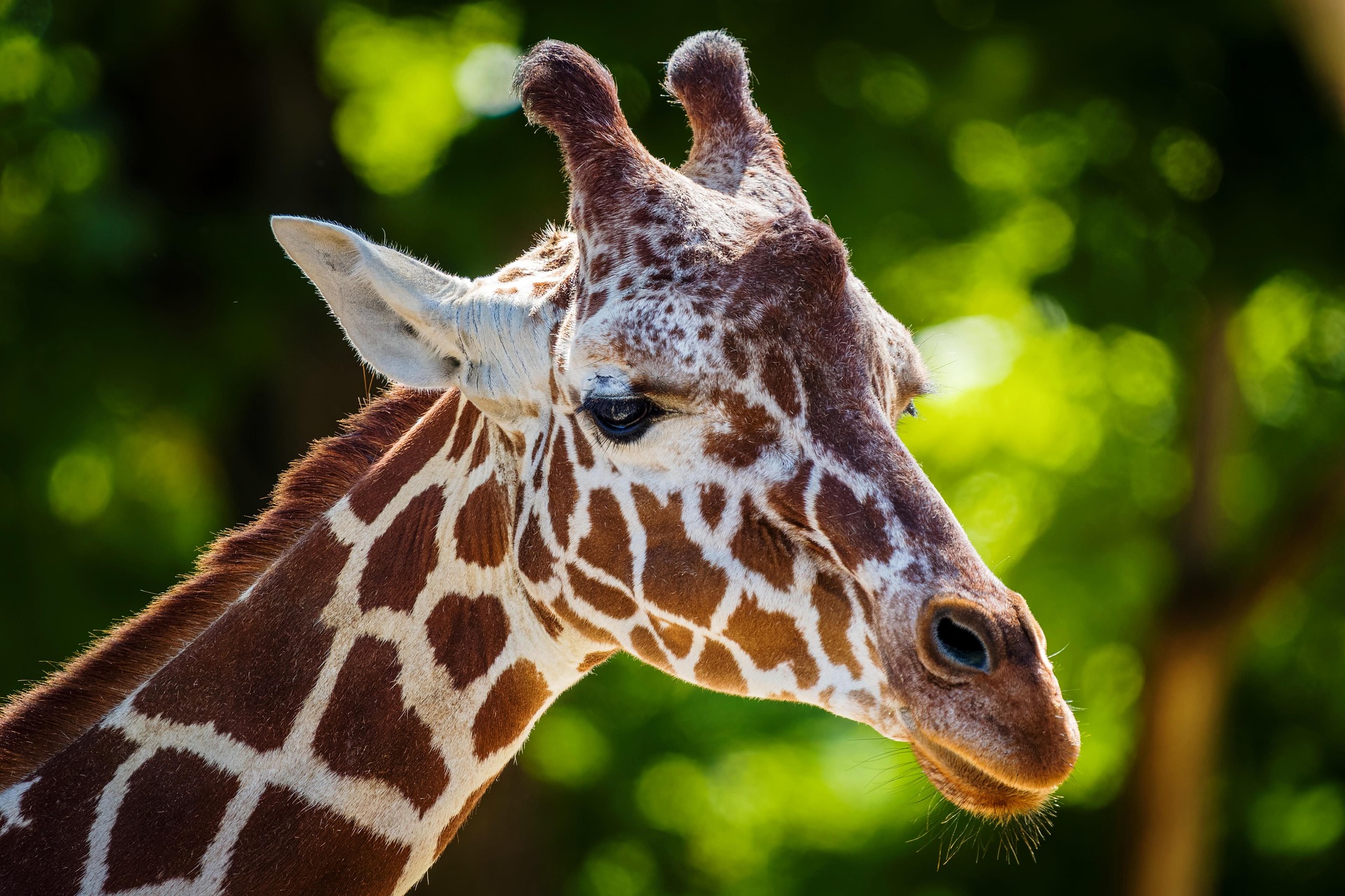 Giraffe