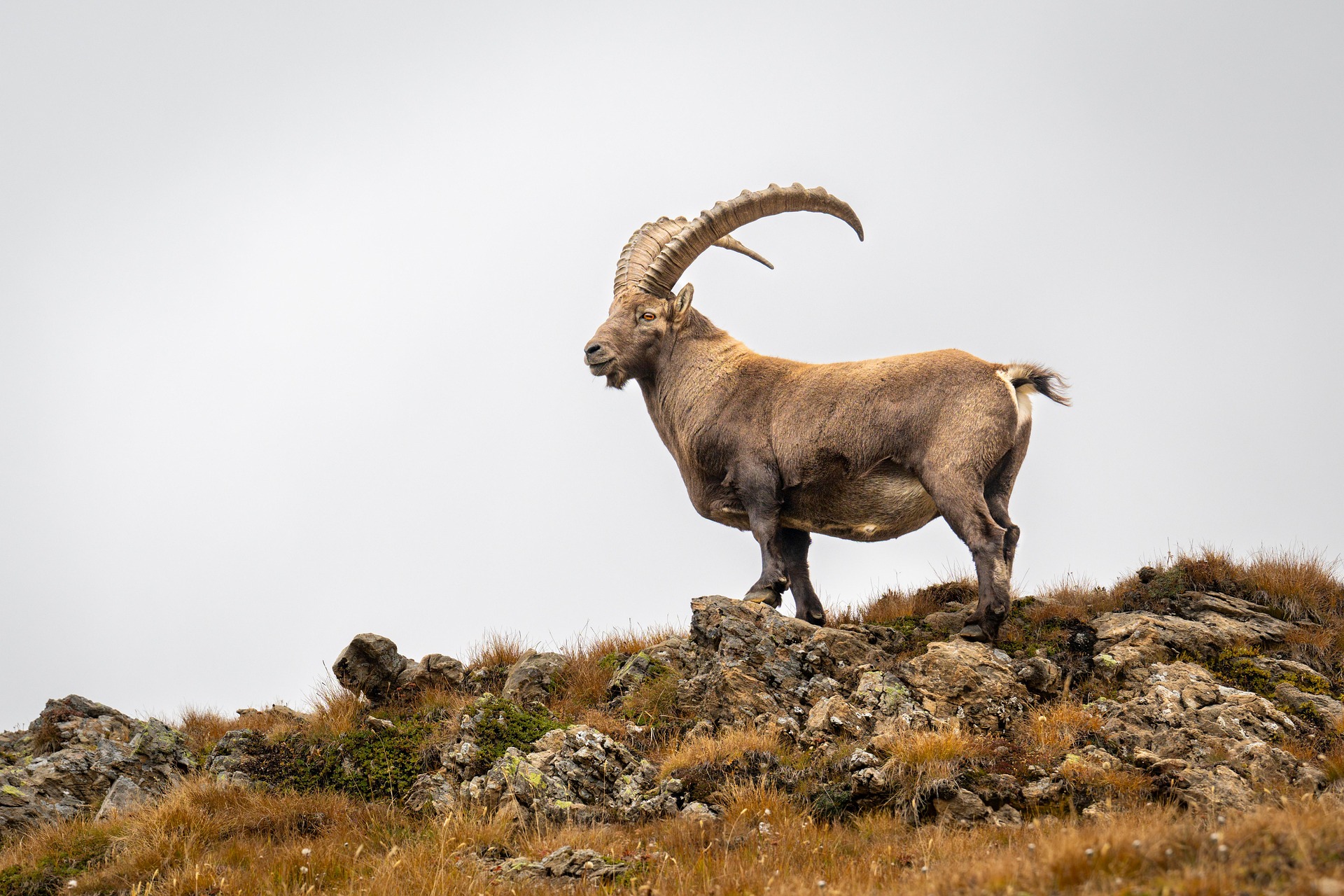 Siberian Ibex