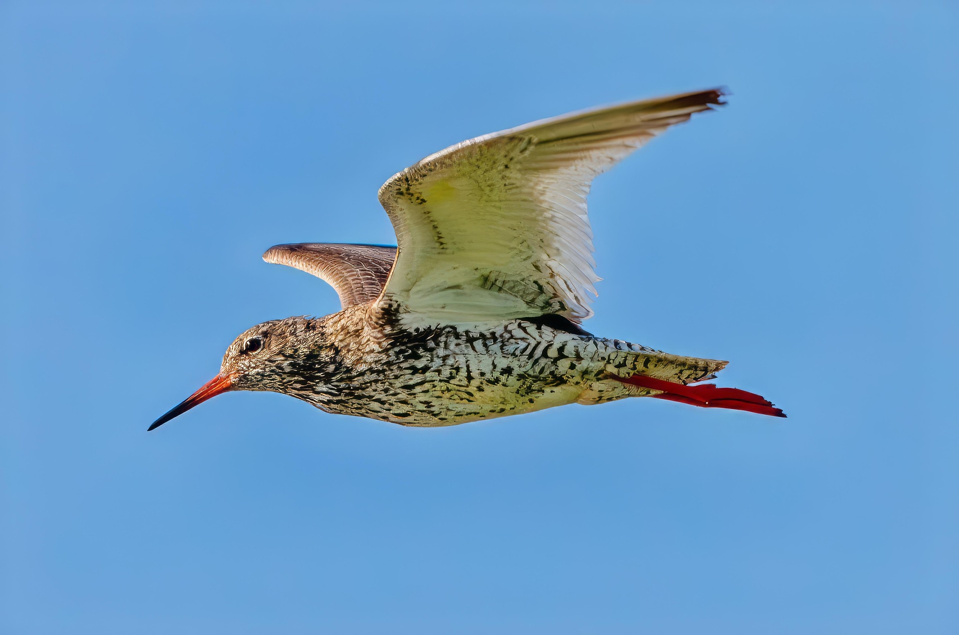 Common Redshank