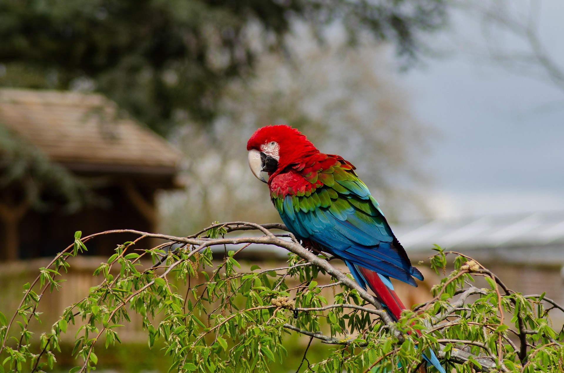 Red-and-green Macaw