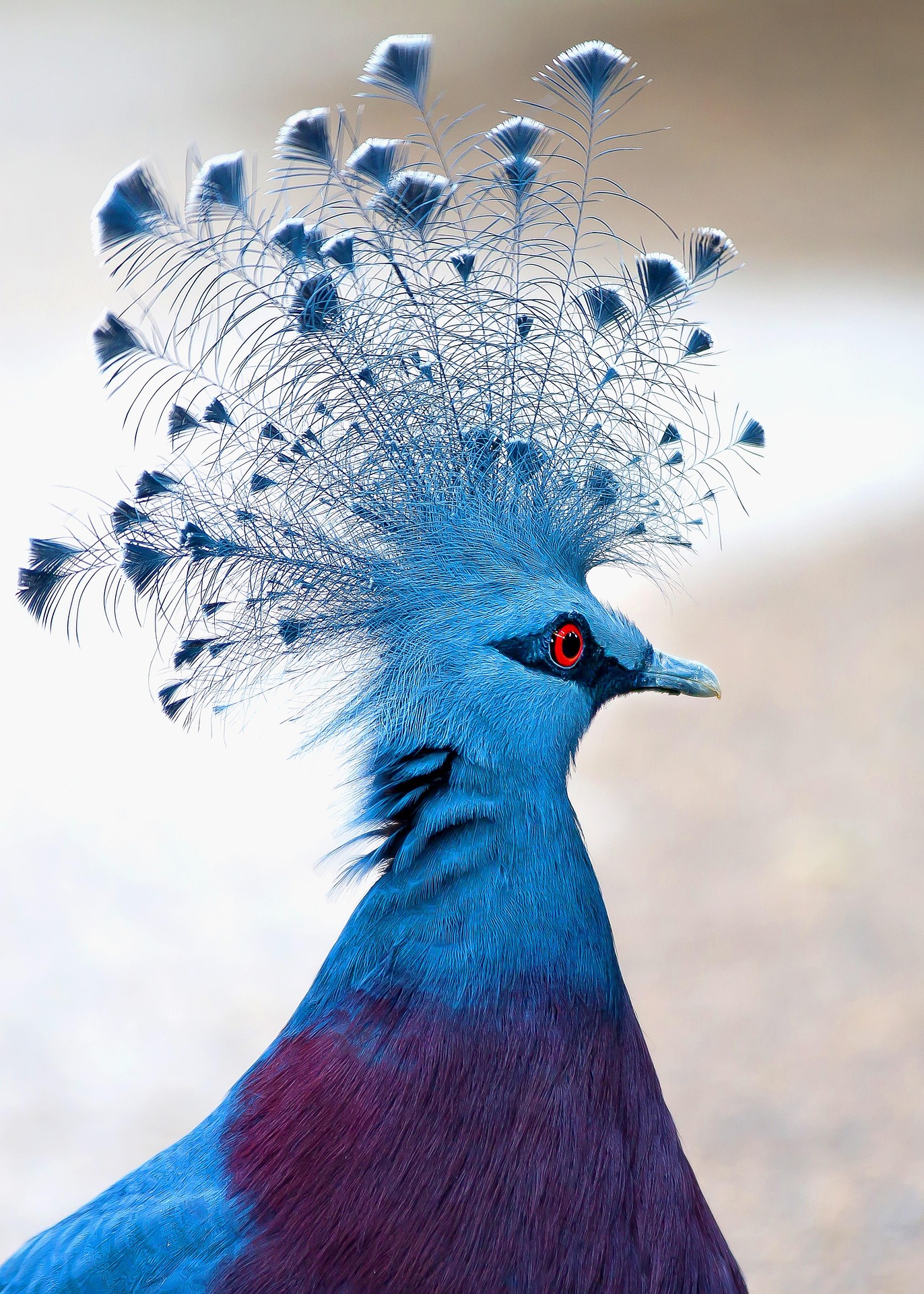 Western Crowned Pigeon