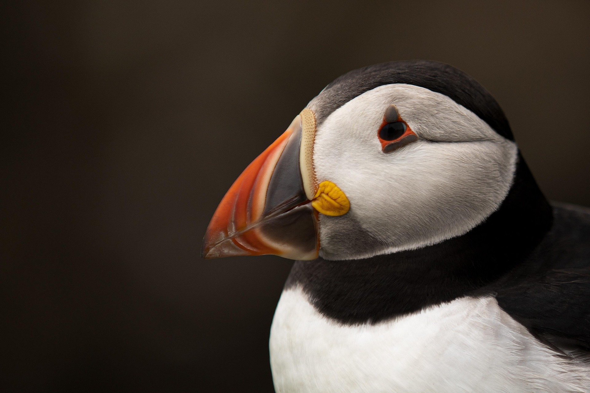 Atlantic Puffin