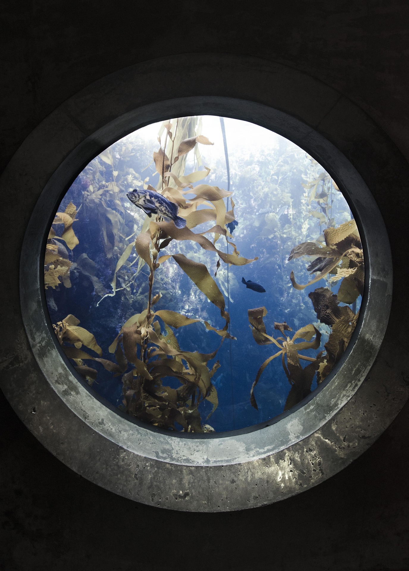 Fish