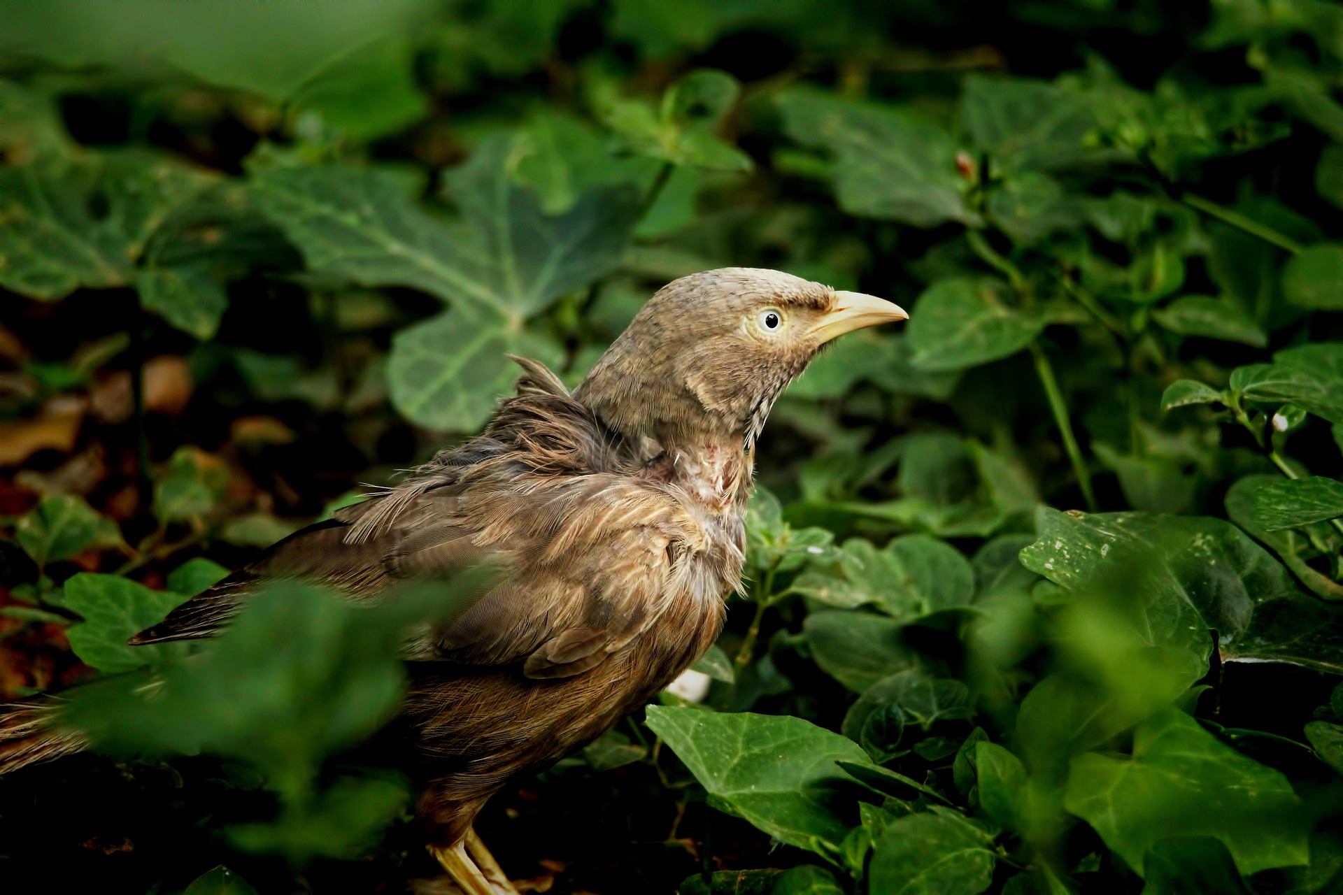 Yellow-billed Babbler