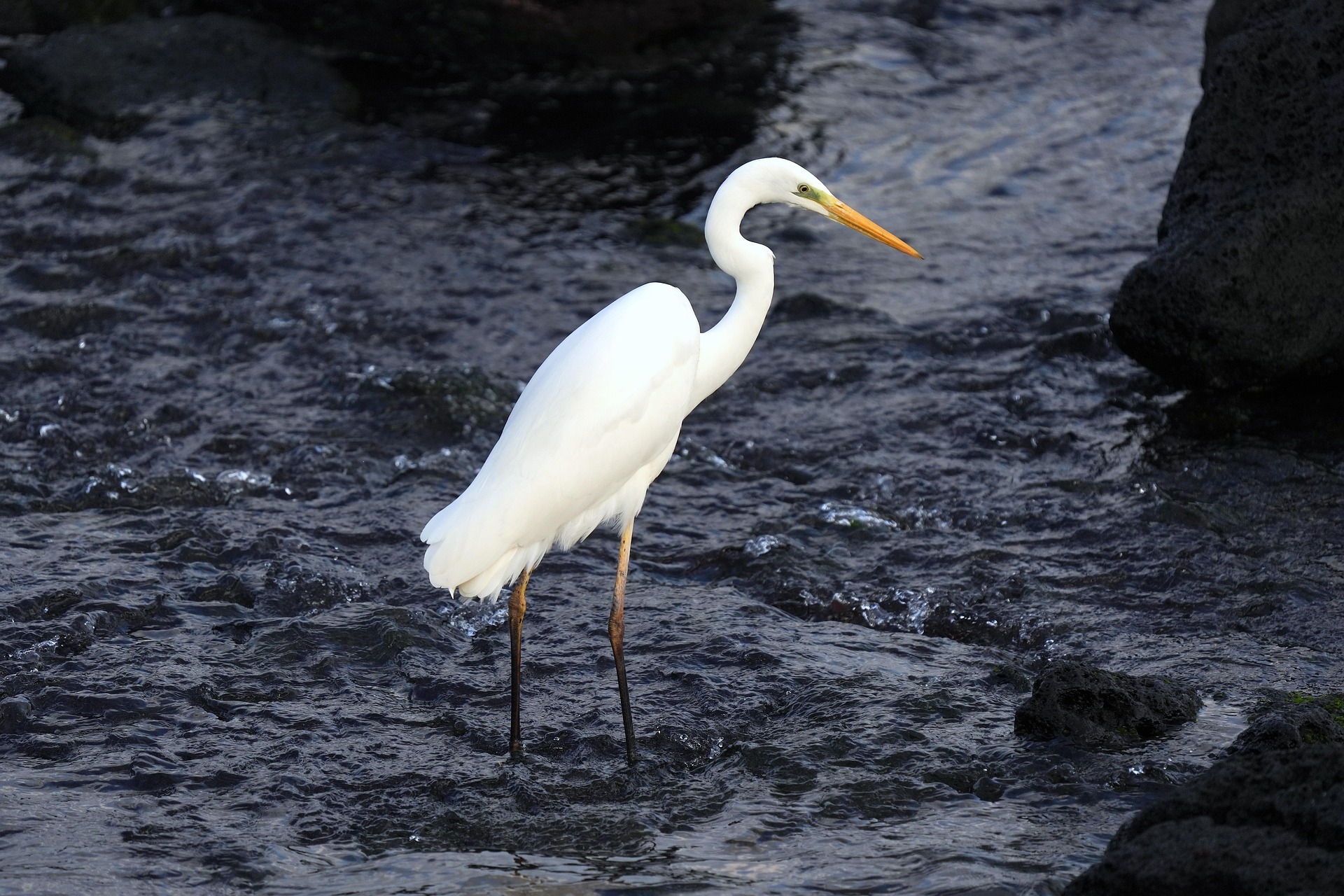 Great Egret