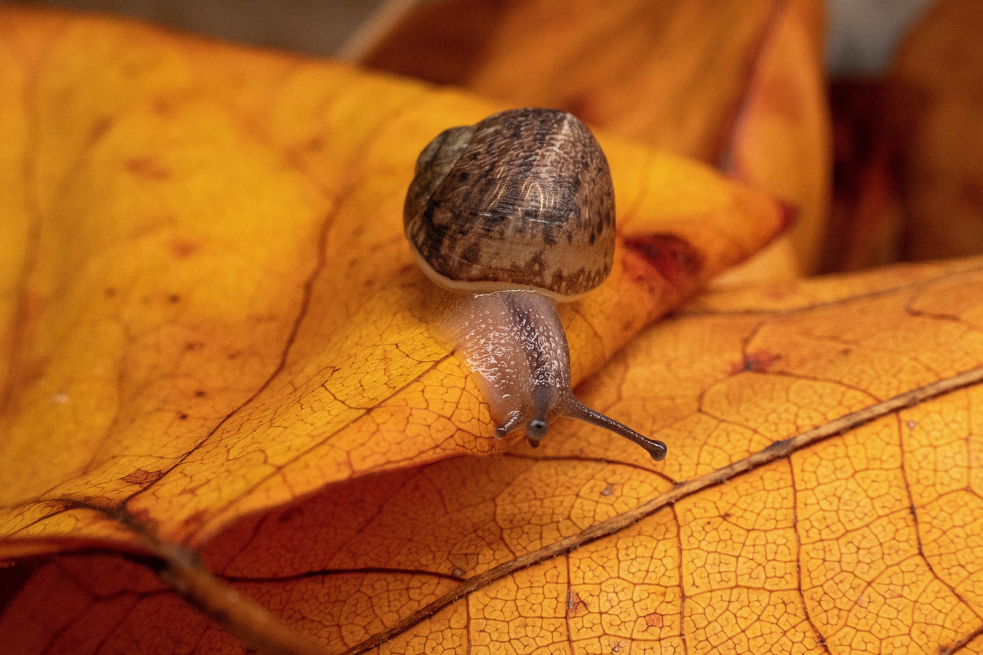 Snail