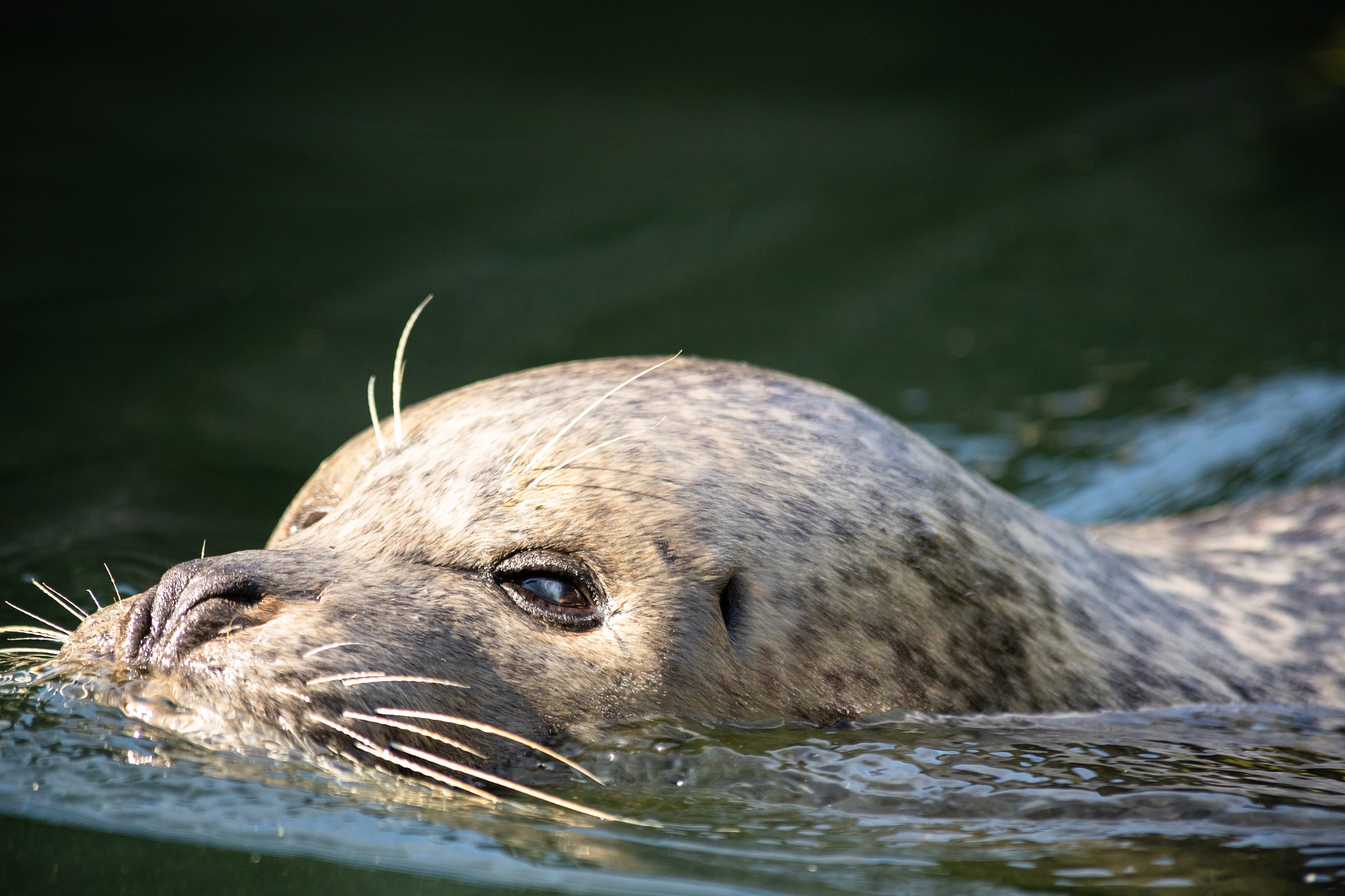 Harbor Seal