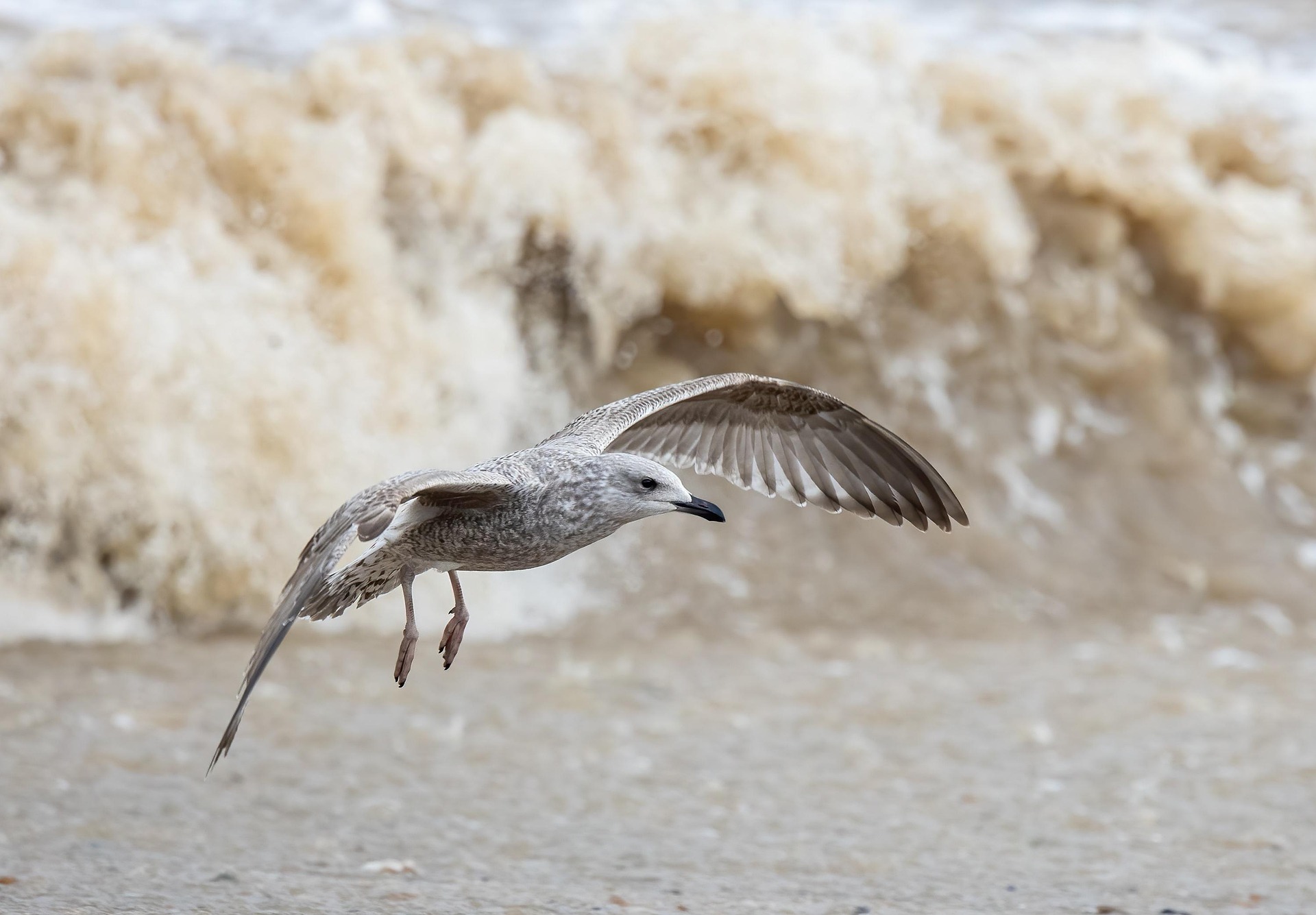 Gull Bird