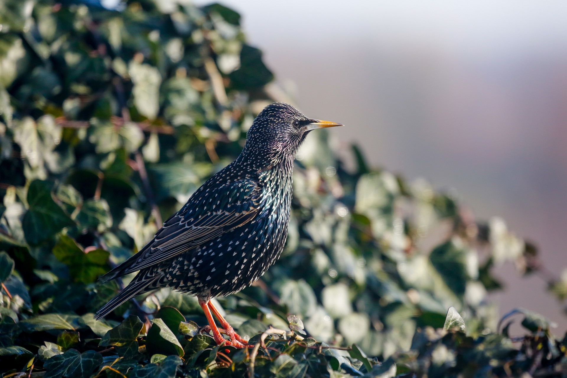 Common Starling