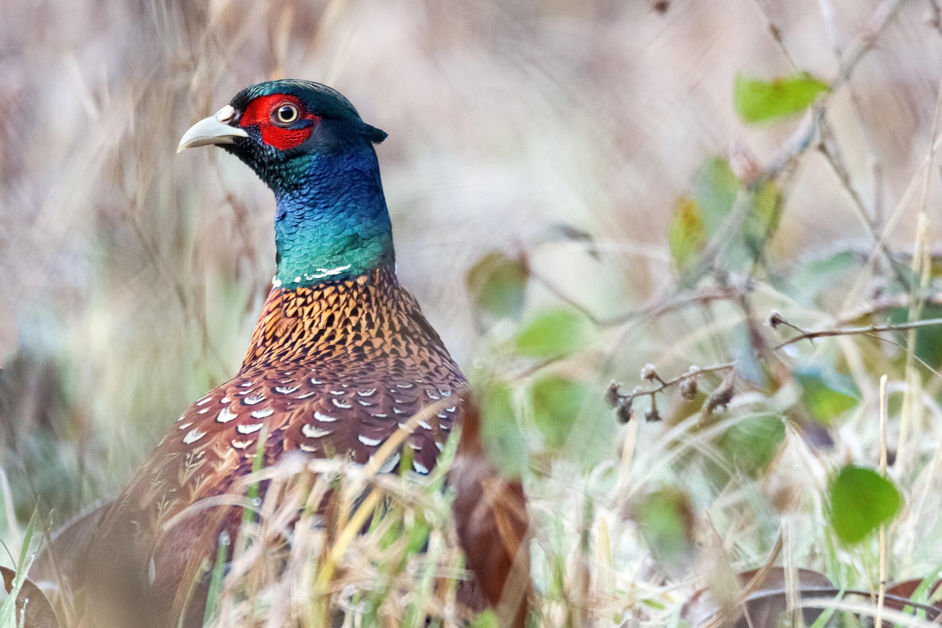 Common Pheasant